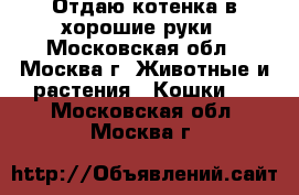 Отдаю котенка в хорошие руки - Московская обл., Москва г. Животные и растения » Кошки   . Московская обл.,Москва г.